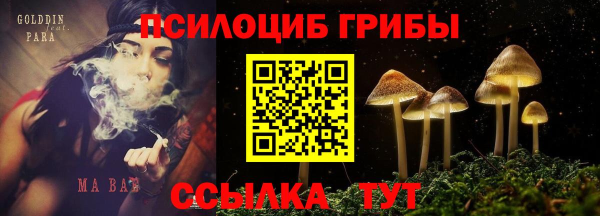 Псилоцибиновые грибы Cubensis Алатырь